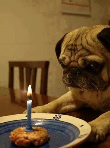 pug staring at lit birthday candle in treat