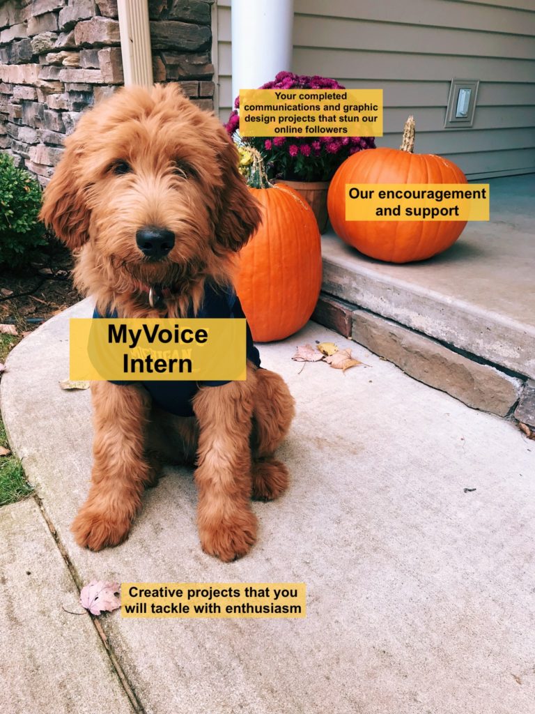 myvoice intern dog with creative project leaves